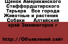 Щенок Американского Стаффордштирского Терьера - Все города Животные и растения » Собаки   . Алтайский край,Змеиногорск г.